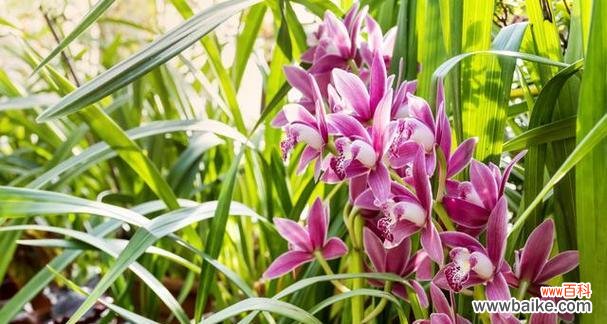 探寻植物中的高尚品质 高洁之花