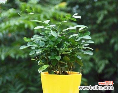 旺财旺运 拥有好运的神奇植物