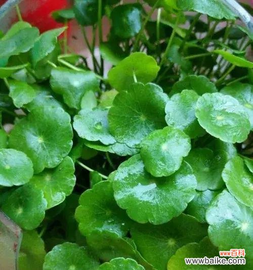 旺财旺运 拥有好运的神奇植物