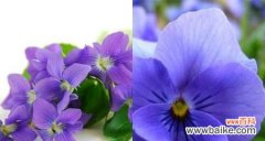 什么花代表安全？揭秘花语中的安全象征！