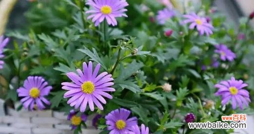 什么花代表暗恋的花语?如何用花表达暗恋情感?