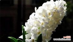 什么花代表暗恋的花语？如何用花表达暗恋情感？