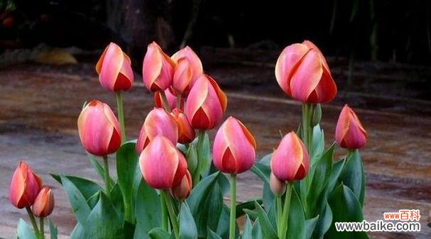 什么花代表暗恋的花语?如何用花表达暗恋情感?