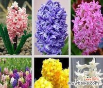 什么花代表暗恋男生的花语？