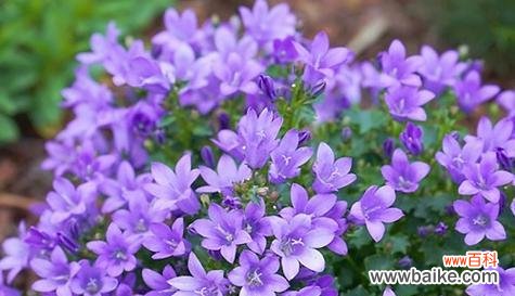 什么花的花语代表傲娇？傲娇花语的花有哪些？