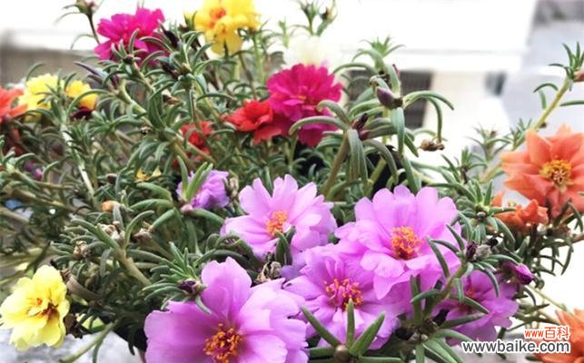 什么花的花语代表傲娇？傲娇花语的花有哪些？