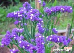 什么花代表傲慢？傲慢花语的含义是什么？