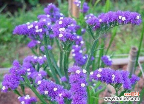 什么花代表傲慢？傲慢花语的含义是什么？