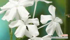 什么花的花语代表冰冷？揭秘花语背后的含义是什么？