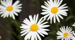 什么花代表变态的爱？花语中有哪些特殊的含义？