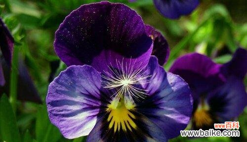 什么花代表沉默？揭秘沉默花语的花卉有哪些？