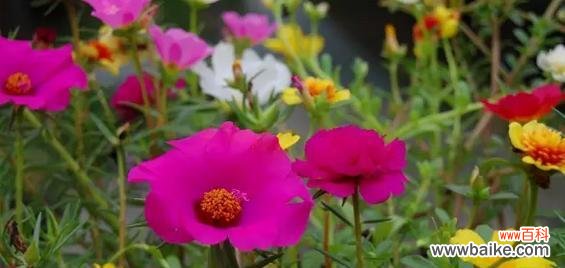 什么花代表沉默？揭秘沉默花语的花卉有哪些？