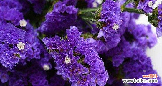 什么花代表不要忘记我?花语中有哪些花象征着永恒的记忆?