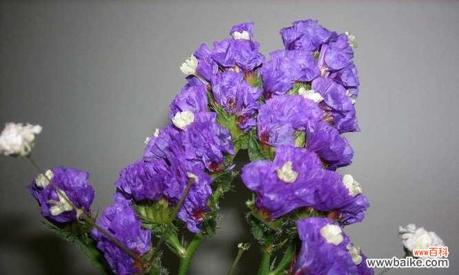 什么花代表不要忘记我?花语中有哪些花象征着永恒的记忆?