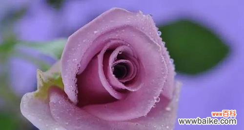 深度解读紫玫瑰的花语涵义，探究其文化意义 紫玫瑰花语的意义及传承