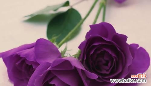 深度解读紫玫瑰的花语涵义，探究其文化意义 紫玫瑰花语的意义及传承