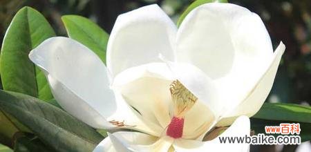 探究白玉兰花的象征意义 白玉兰的花语与含义