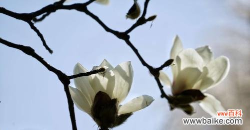 探究白玉兰花的象征意义 白玉兰的花语与含义