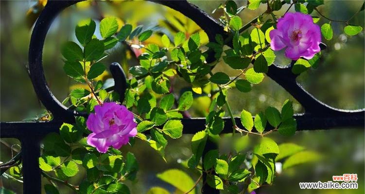 探寻蔷薇花的深层含义 蔷薇花的花语和寓意