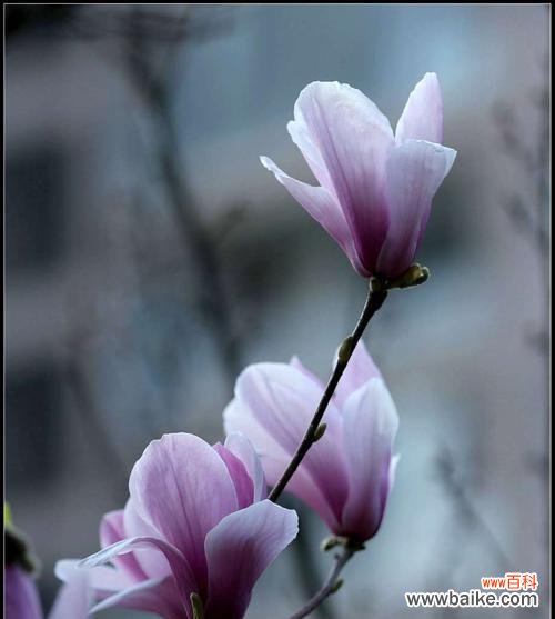 探究玉兰花的美丽与含义 玉兰花语的象征意义