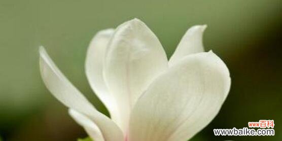探究玉兰花的美丽与含义 玉兰花语的象征意义