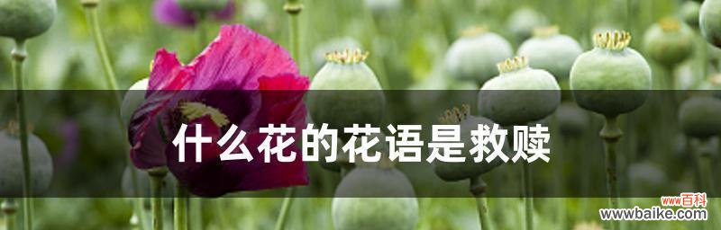 探寻罂粟花的不同寓意与象征,让你重新认识这朵神秘的花 解读各种罂粟花的花语