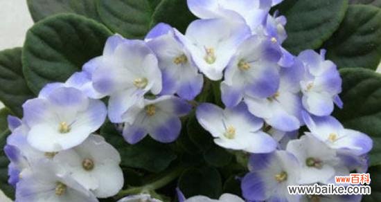 探究白色紫罗兰所传达的寓意和象征意义 白色紫罗兰的花语