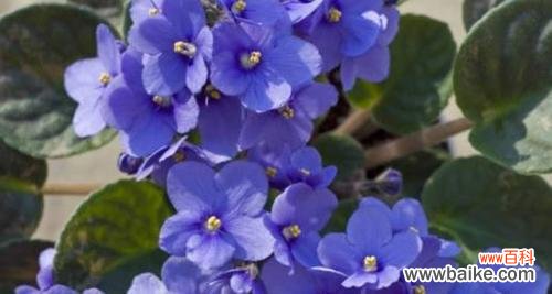 探究白色紫罗兰所传达的寓意和象征意义 白色紫罗兰的花语