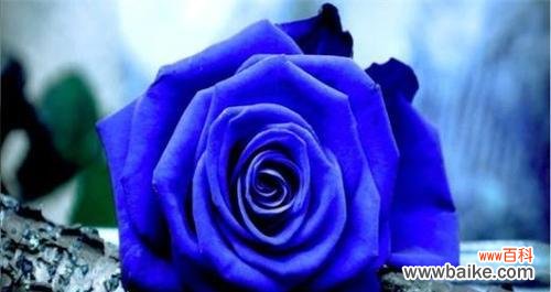 寓意深刻的蓝色玫瑰,代表着什么? 探讨蓝色玫瑰的花语与意义