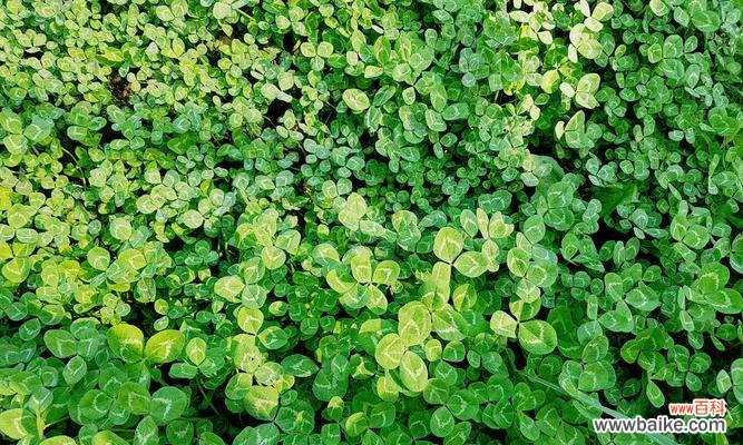 寓意吉祥、幸运与希望，开启好运之门 三叶草的花语