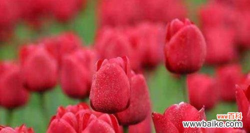 探秘红色郁金香花语的含义和文化价值 红色郁金香的花语