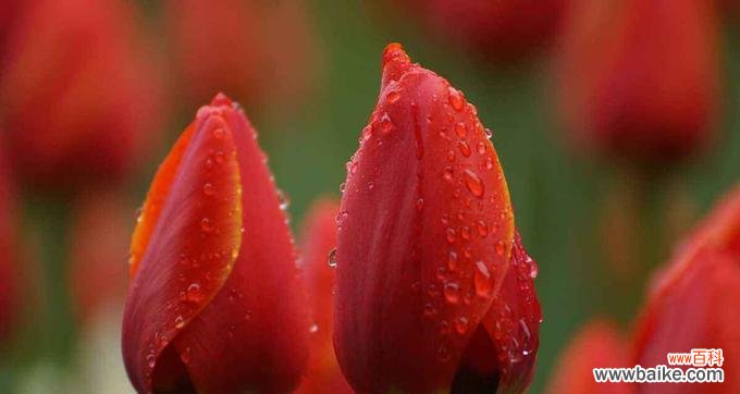 探秘红色郁金香花语的含义和文化价值 红色郁金香的花语