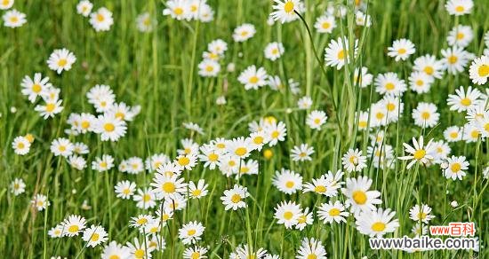 揭秘白色雏菊的花语及寓意 白色雏菊花语