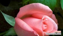 探究玫瑰花的花语，品味爱情和感恩之情 一朵玫瑰花的花语——爱情与感激