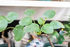 镜面草叶子卷曲是怎么回事