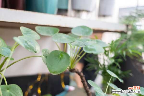 镜面草叶子卷曲是怎么回事