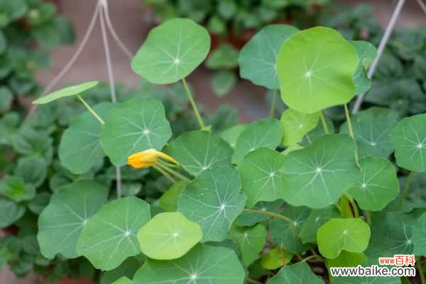 旱金莲不开花怎么办