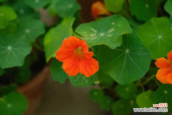 旱金莲不开花怎么办