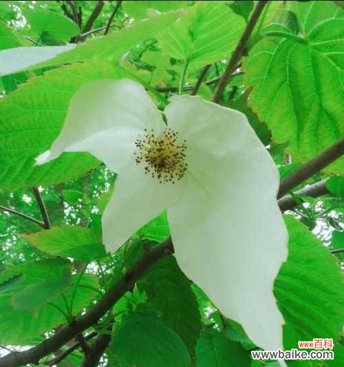 以自然之美宣扬和平 和平之花