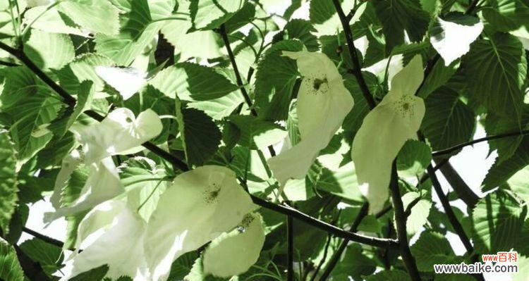 以自然之美宣扬和平 和平之花