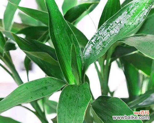 传承中华文化的绿色宝藏 寓意吉祥富贵的植物