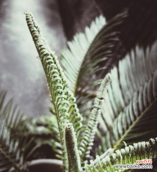 探索生命力的奇迹 植物中的坚韧不拔