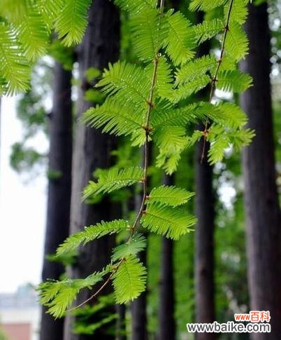 探索生命力的奇迹 植物中的坚韧不拔