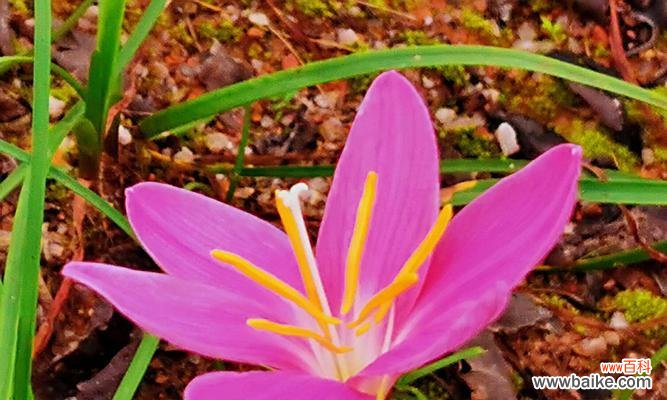 花海中的傲立者 坚强勇敢独立的花——以玫瑰为例