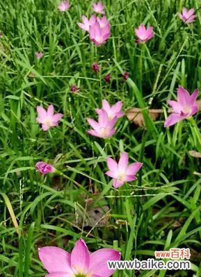 花海中的傲立者 坚强勇敢独立的花——以玫瑰为例