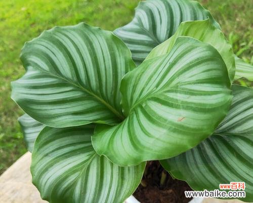 以植物为媒介探索教师的品质与价值 植物中的教师精神