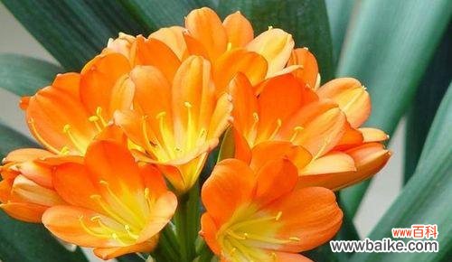 以植物为媒介探索教师的品质与价值 植物中的教师精神