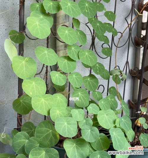 探寻生命力的秘密——努力 蓬勃向上的植物世界