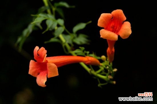 炮仗花和凌霄花的区别，4大区别区分两者