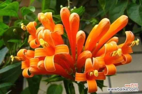 炮仗花和凌霄花的区别，4大区别区分两者